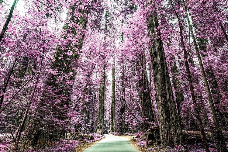 A Purple Forest