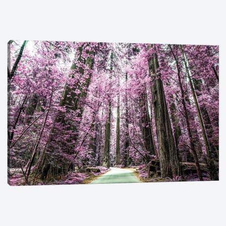 A Purple Forest Canvas Print #JGL103} by Joseph S. Giacalone Canvas Artwork