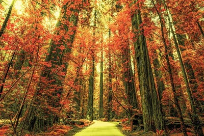 An Orange Forest by Joseph S. Giacalone canvas print