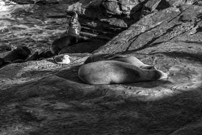 Canvas Print: Sea Lions Together Monochrome - La Jolla, California by Joseph S. Giacalone - thumbnail