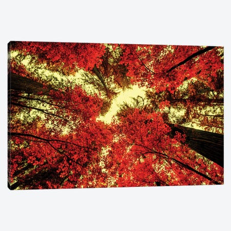 The Red Redwoods Canvas Print #JGL105} by Joseph S. Giacalone Art Print