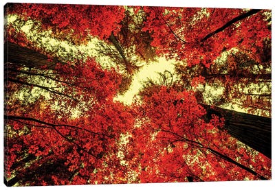 The Red Redwoods Canvas Art Print - Joseph S Giacalone