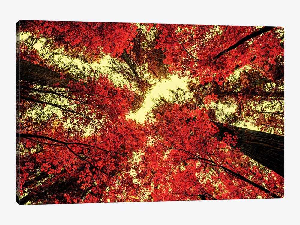 The Red Redwoods by Joseph S. Giacalone 1-piece Canvas Artwork