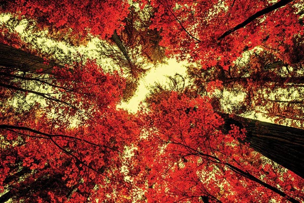 Joseph S. Giacalone: The Red Redwoods by Joseph S. Giacalone