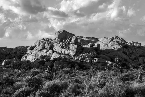 Joshua Tree Np - Classic Nature Monochrome