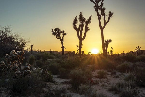 Perfect Morning Sunrise - Joshua Tree National Park