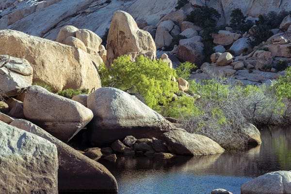Oasis At Joshua Tree National Park