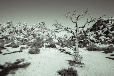 Joseph S. Giacalone - Gallery Posters: Rugged Desert Beauty - Joshua Tree National Park by Joseph S. Giacalone