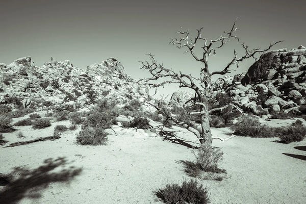 Rugged Desert Beauty - Joshua Tree National Park