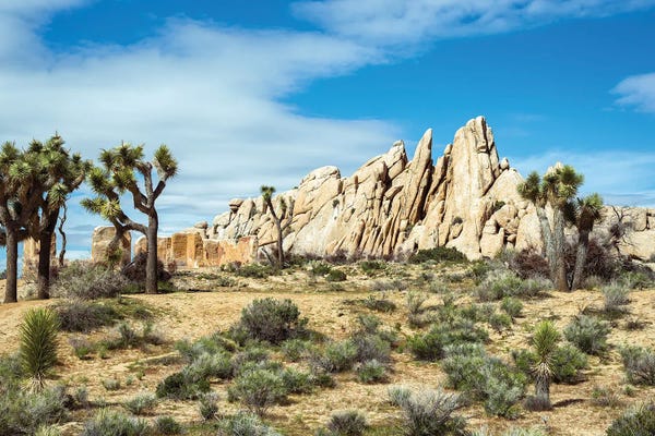 Classic Nature Scene At Joshua Tree National Park