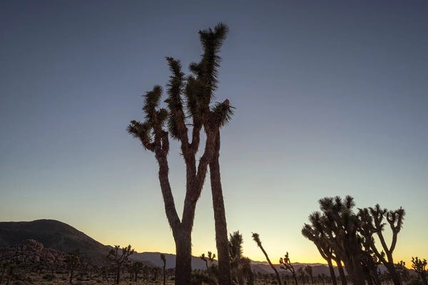 Dusk Dreaming At Joshua Tree National Park