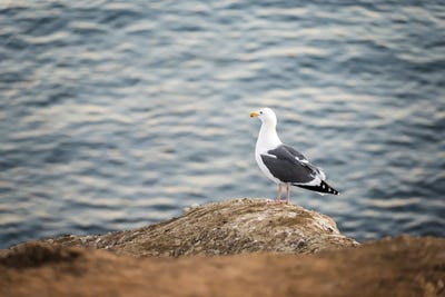 The Best View by Joseph S. Giacalone framed canvas print