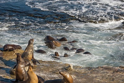 Joseph S. Giacalone - Unframed Prints: Sea Lions Frolicking In Ocean Waves by Joseph S. Giacalone