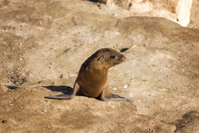 Joseph S. Giacalone - Unframed Prints: Sea Lion Pup Cuteness by Joseph S. Giacalone