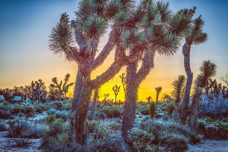 A Joshua Tree Sunrise