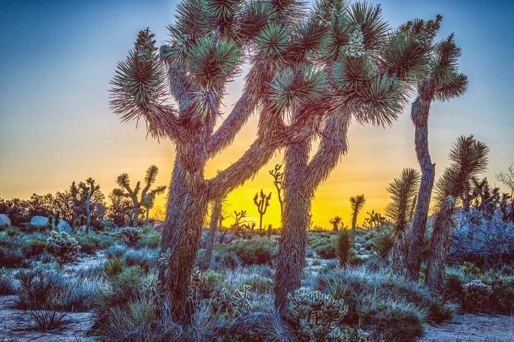 A Joshua Tree Sunrise by Joseph S. Giacalone wall art