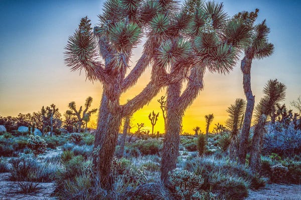 A Joshua Tree Sunrise
