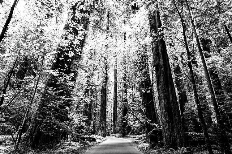 Magical Monochrome Forest by Joseph S. Giacalone wall art