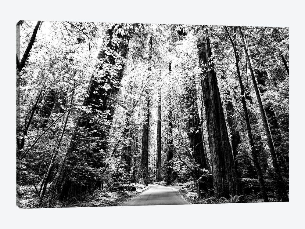 Magical Monochrome Forest by Joseph S. Giacalone 1-piece Canvas Wall Art