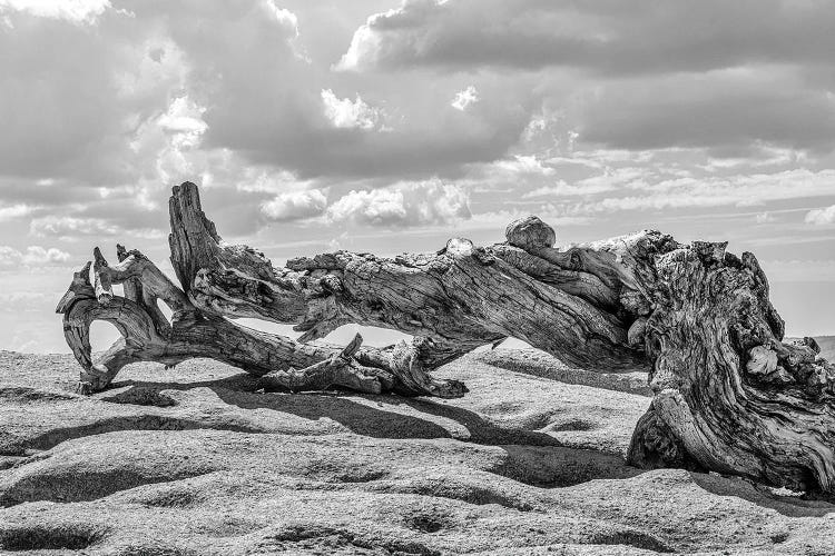 Jeffrey Pine by Joseph S. Giacalone wall art