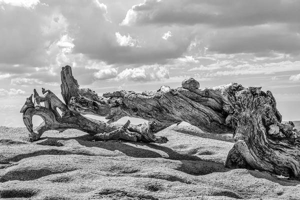 Jeffrey Pine