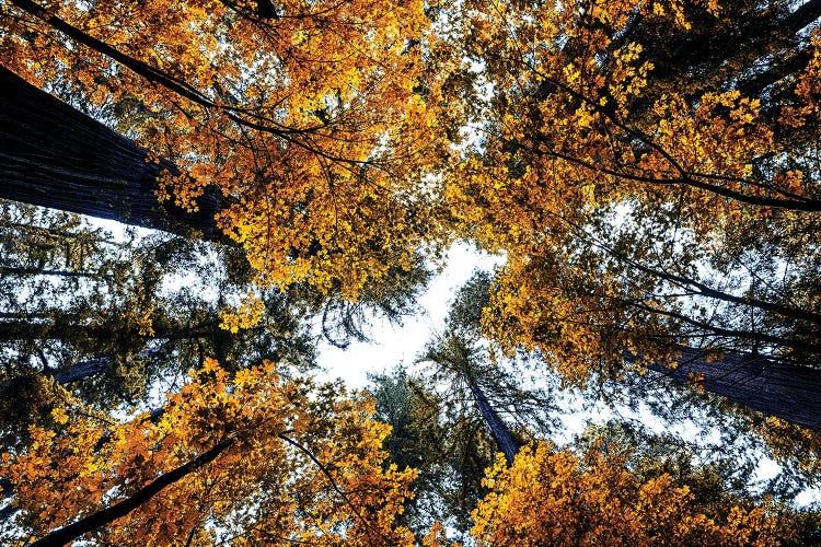 The Orange Redwoods by Joseph S. Giacalone wall art