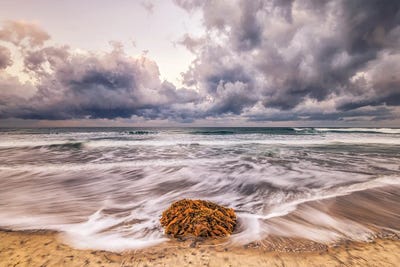 Solitary Beauty by Joseph S. Giacalone framed canvas print