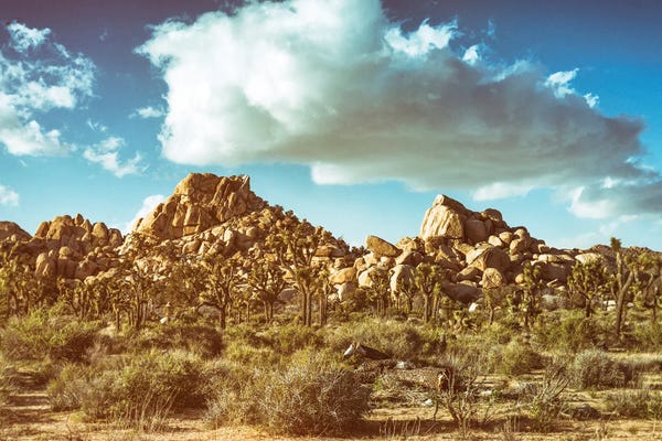 Joshua Tree National Park: Vintage Vibes At Joshua Tree by Joseph S. Giacalone