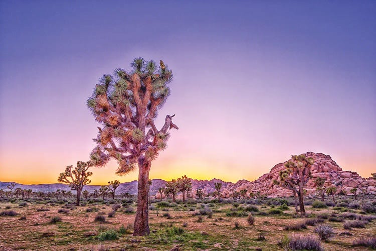 Purple Dawn by Joseph S. Giacalone wall art
