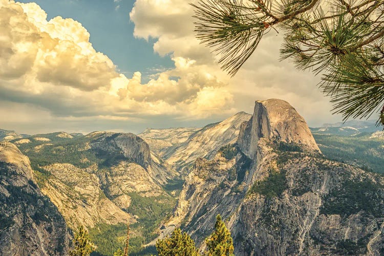 Pine Needles Above Half Dome