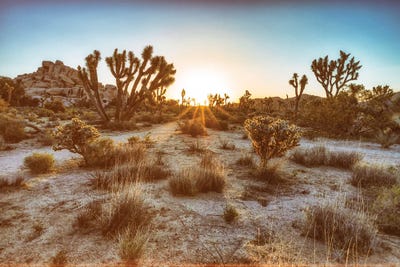 Vintage Joshua Tree Sunrise by Joseph S. Giacalone framed canvas print