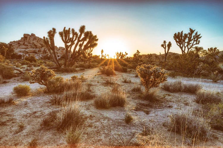 Vintage Joshua Tree Sunrise by Joseph S. Giacalone wall art