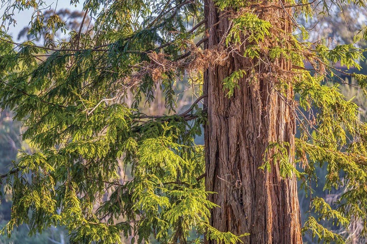 Pine Tree Morning by Joseph S. Giacalone wall art