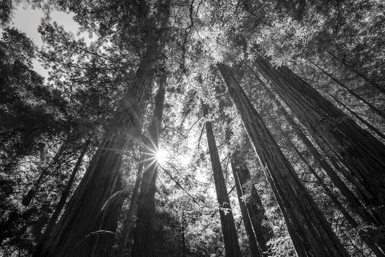 Heavenly Redwoods by Joseph S. Giacalone wall art