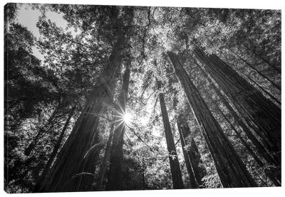 Heavenly Redwoods Canvas Art Print - Joseph S Giacalone