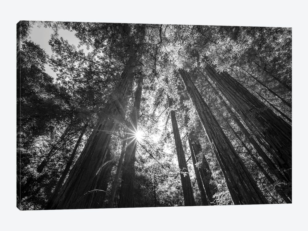 Heavenly Redwoods by Joseph S. Giacalone 1-piece Canvas Art