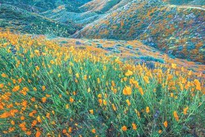 Full Of Poppies by Joseph S. Giacalone framed canvas print