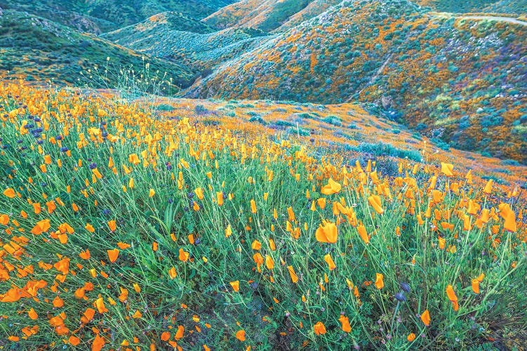 Full Of Poppies by Joseph S. Giacalone wall art