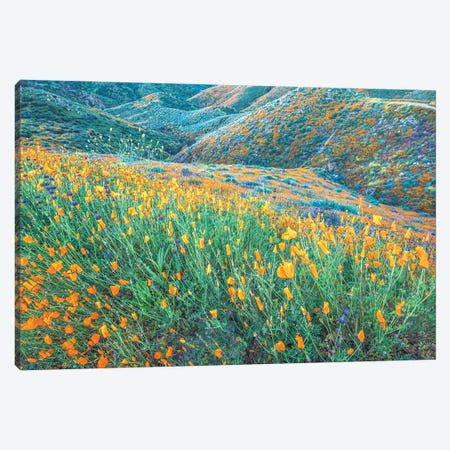 Full Of Poppies Canvas Print #JGL193} by Joseph S. Giacalone Canvas Print