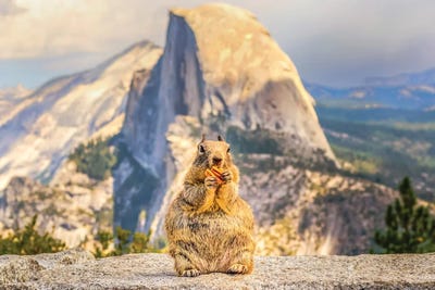 A Squirrel And Half Dome by Joseph S. Giacalone framed canvas print
