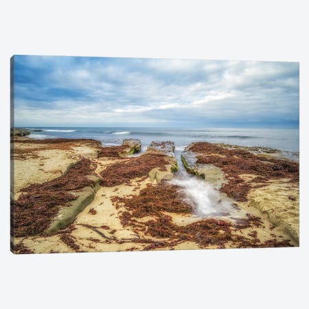 Covered In Kelp Canvas Print #JGL227} by Joseph S. Giacalone Canvas Artwork