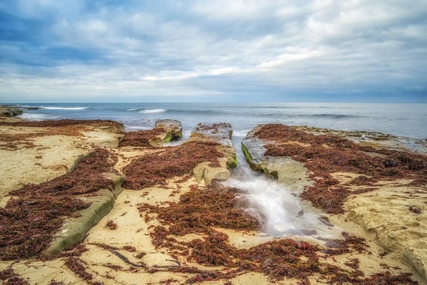 Covered In Kelp