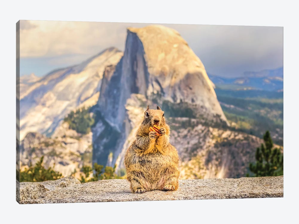 A Squirrel And Half Dome by Joseph S. Giacalone 1-piece Canvas Print
