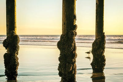 Barnacled Summer by Joseph S. Giacalone acrylic art print