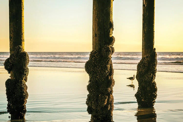Barnacled Summer by Joseph S. Giacalone wall art