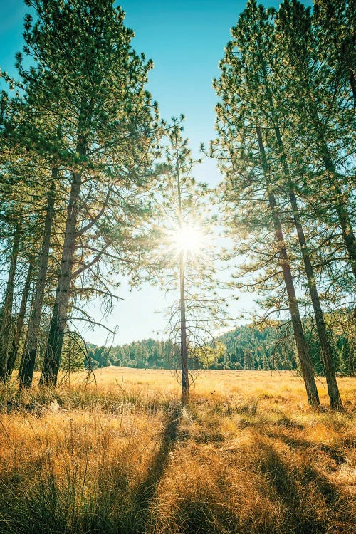 Palomar Mountain State Park