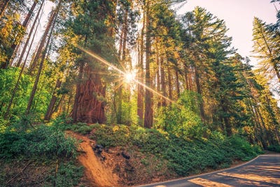 Emergence by Joseph S. Giacalone acrylic art print