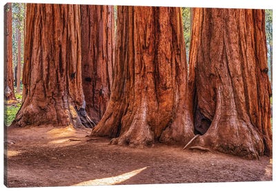 Giant Friends Canvas Art Print - Redwood Trees