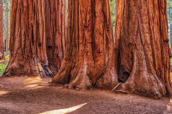 Redwood Trees: Giant Friends by Joseph S. Giacalone