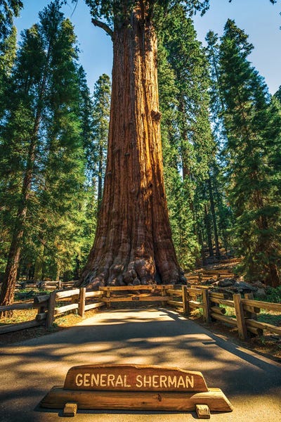 Redwood Trees: The General Sherman by Joseph S. Giacalone